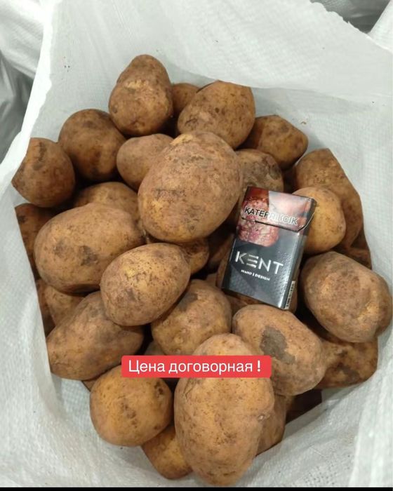 Картофель гала 150 тенге отпом