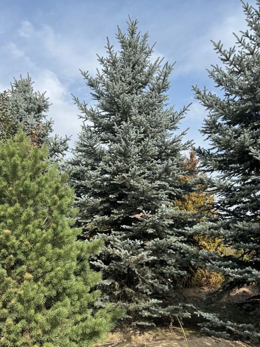 Голубая ель Блю Даймонд