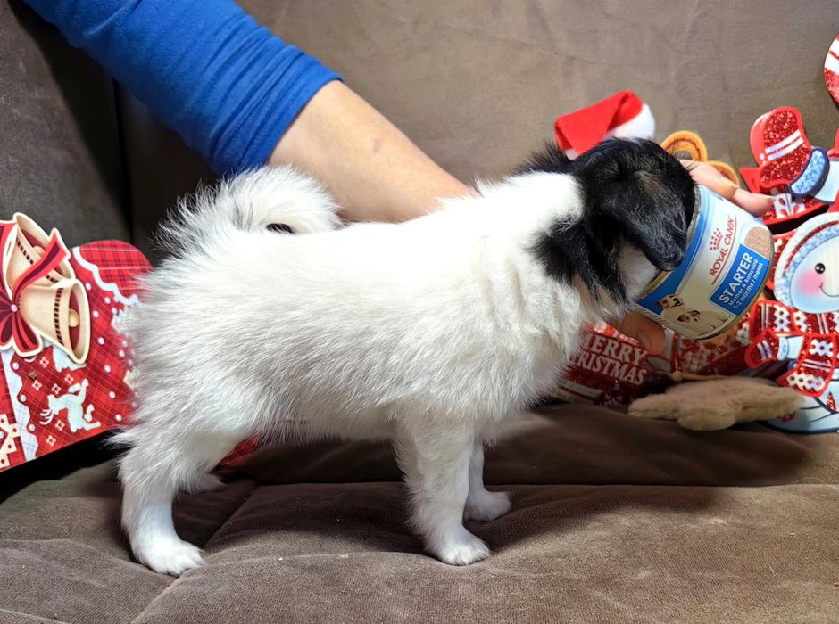 Papillon cățeluș mascul