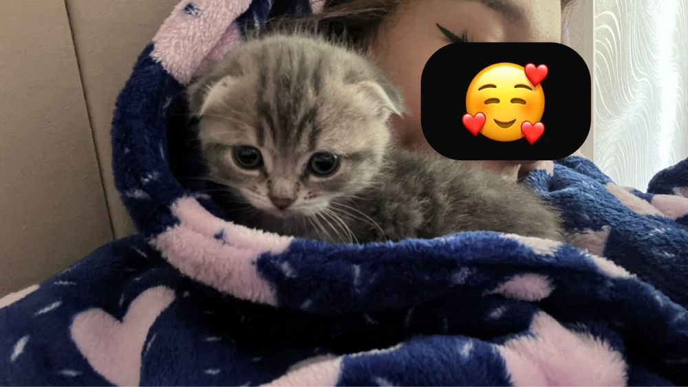 котята маленькие