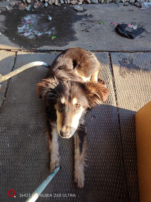 Отдам щенка в добрые руки