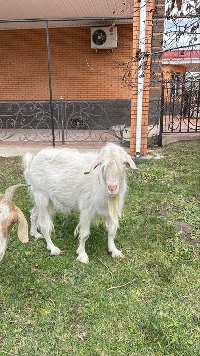 Продам домашнего козла