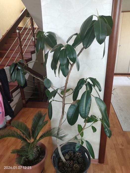 Комнатные растения