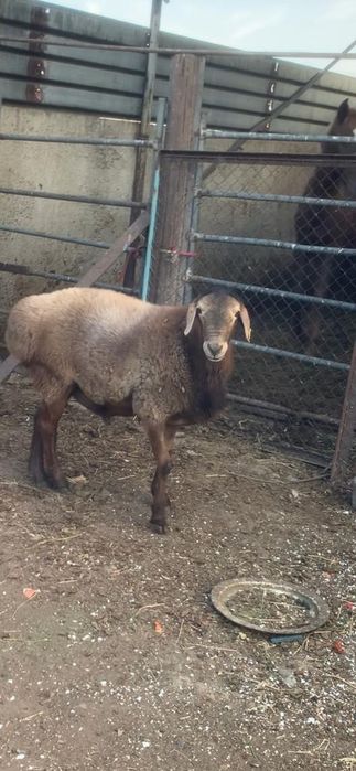 Продам молодых кошкаров