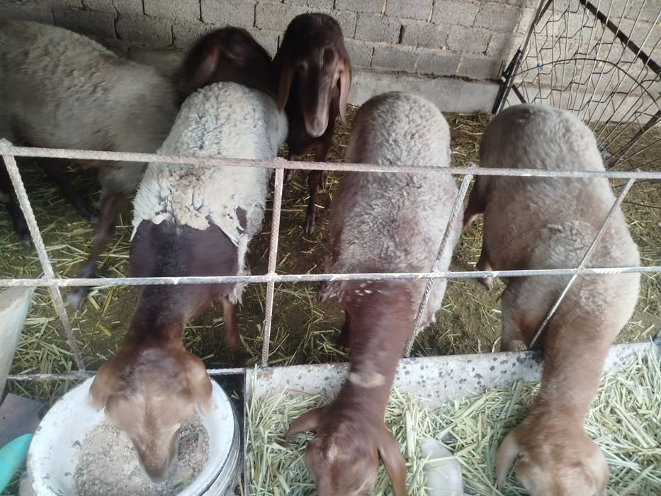 Hisori qirgiz solu qoylari sotilad