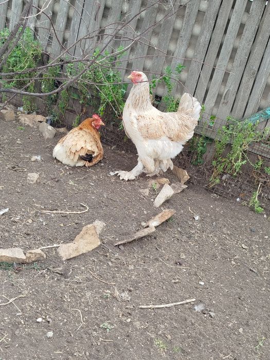 Продам кур брама