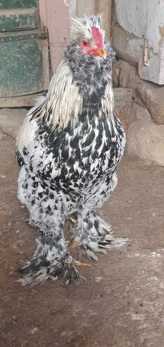 Cocos motat,încălțat,bărbos