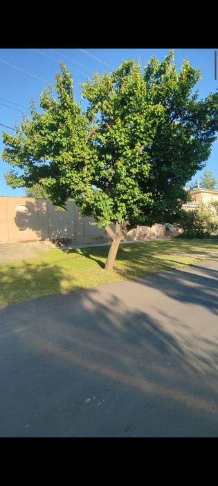 Хусусий ер сотилади