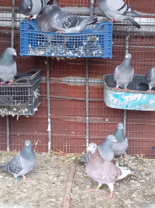 Vând lot de 14 porumbei voiajori