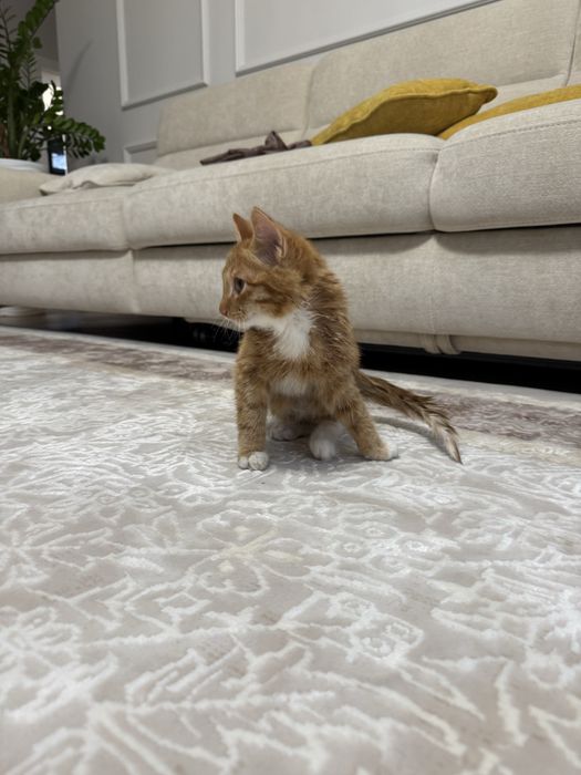 Отдам котенка мальчик