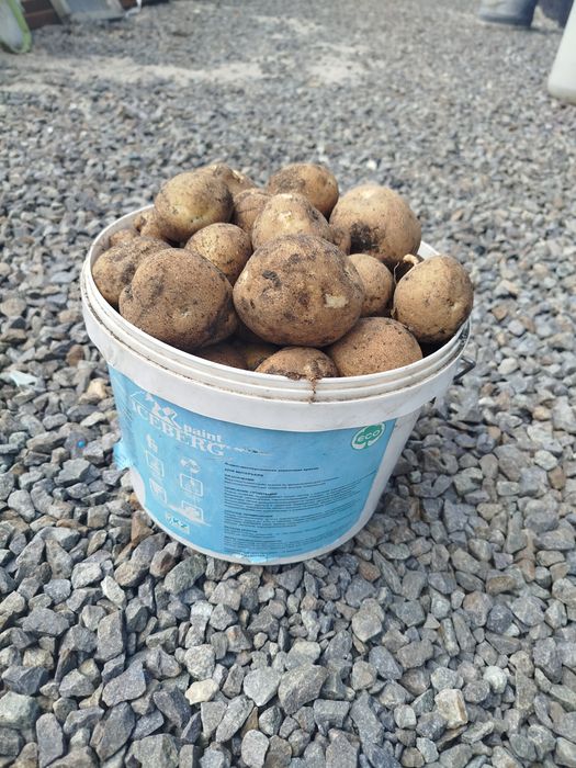 Продам домашний картофель
