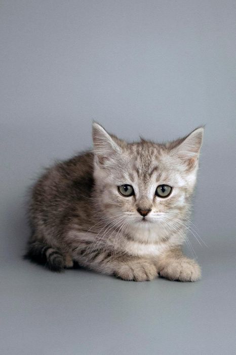 Отдам котят в хорошие руки