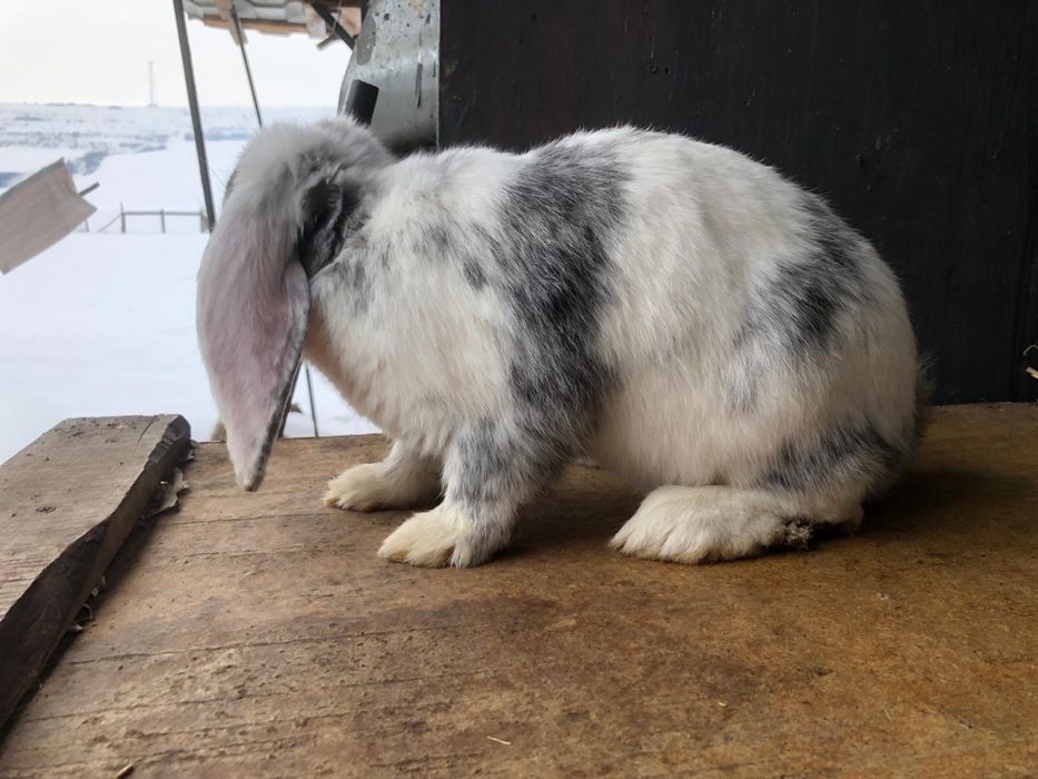 Vand iepure berbec german