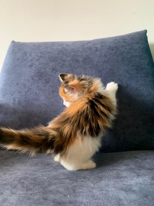 Малышка мейнкун (девочка)