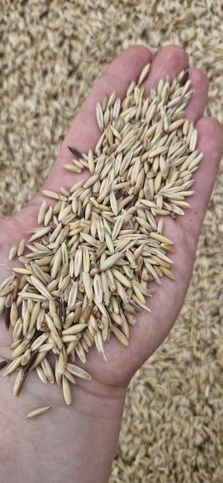 Продам овёс.  ***