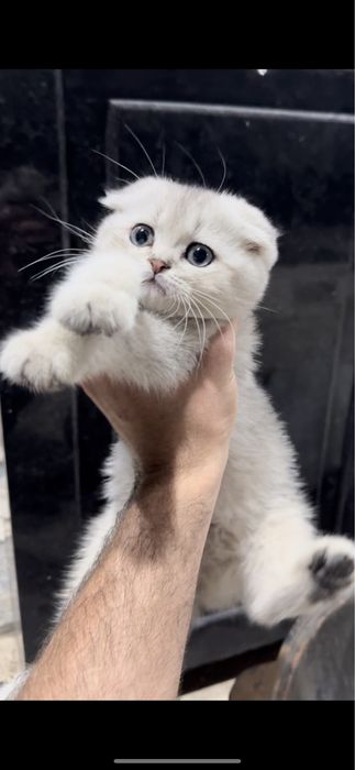 Zotdor toza qon mushuchalarimiz sotuvda 3 ta qoldi ! Shoshilamiz