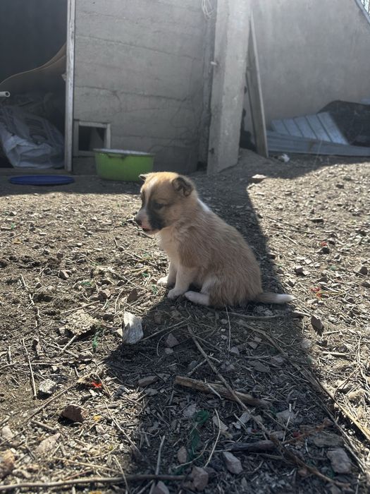 Щенки ищут свой дом