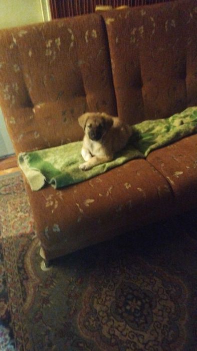 Отдам даром щенка.