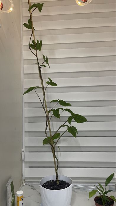 Отдам цветок- Сингониум.