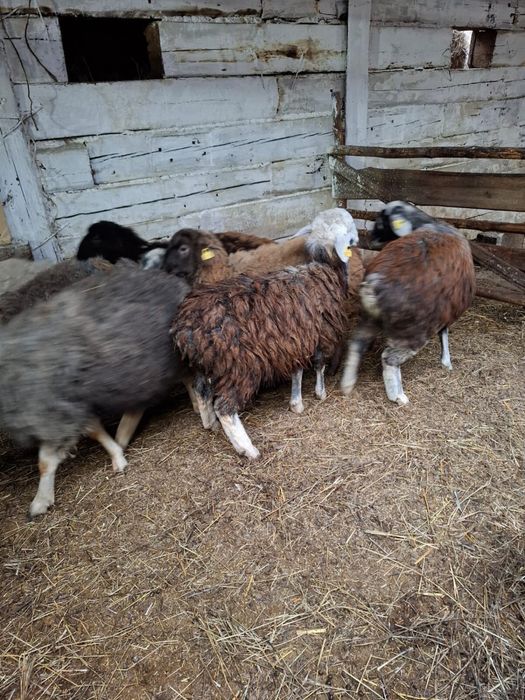 Продам 60 голов