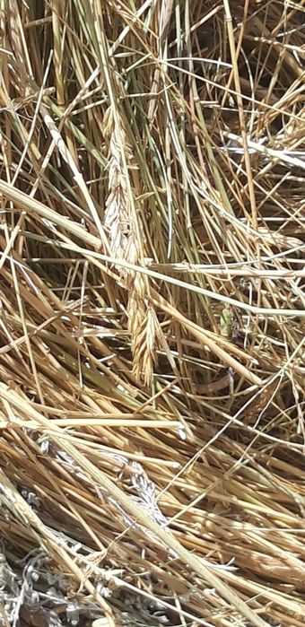 Продам Сено луговое зеленое