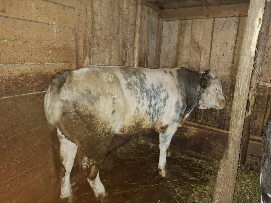 650 de kg preț 12.000