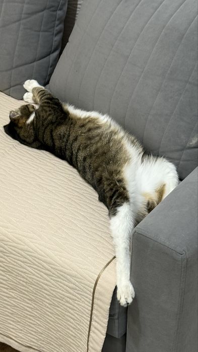 Отдам кота в хорошие руки