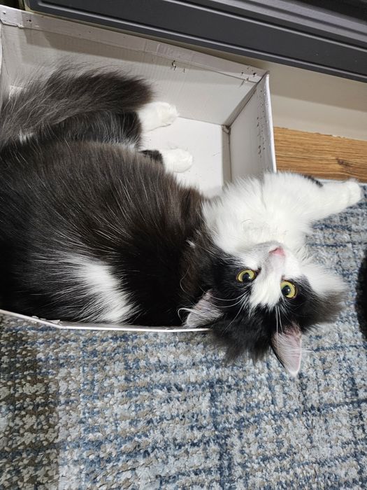 Буся в добрые ручки.