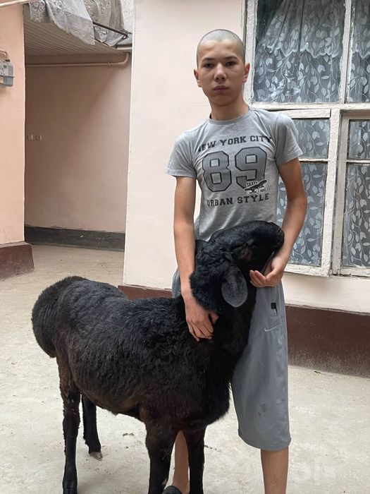 Qoʻyla 40 45 kilodan oshu
