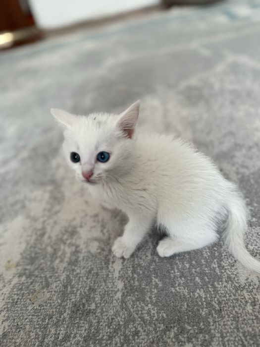 Продам кошку хорошую