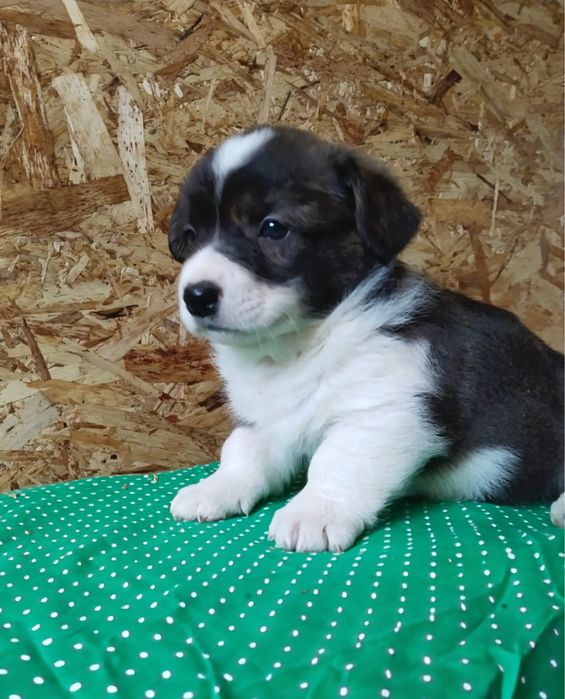 Щенки вельш корги кардиган