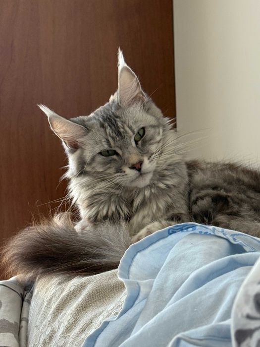 Женски Maine Coon (Мейн кун)