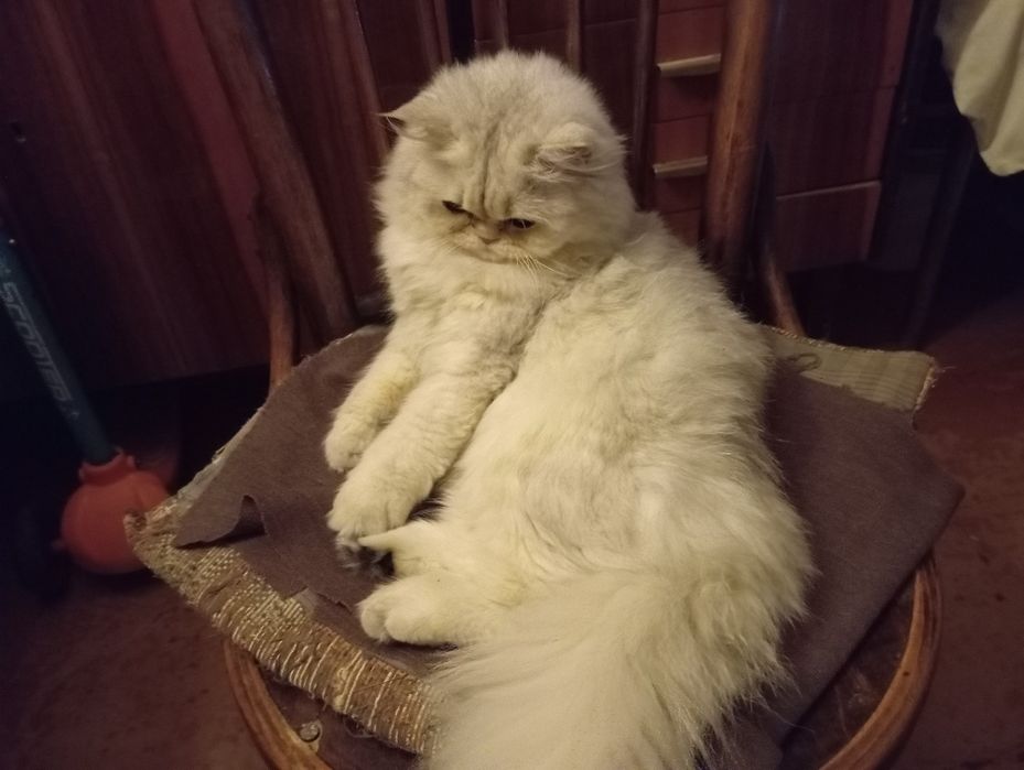 Серебристая шиншилла Скоттиш Страйт