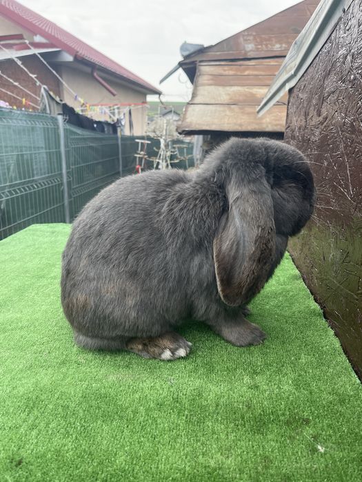 Mascul Berbec German Albastru