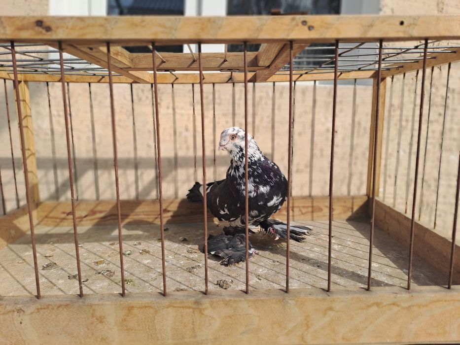 Голуби челкари,жуки ,сочи