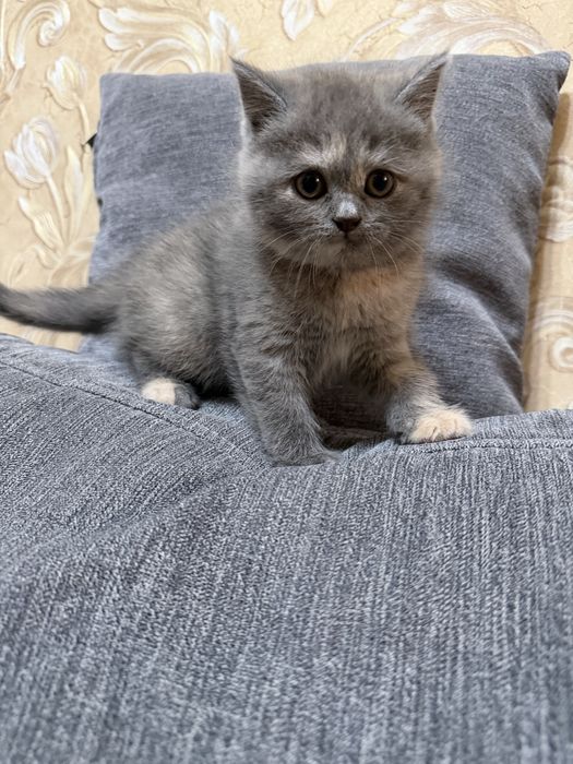 Котенок Скотиш Страйт