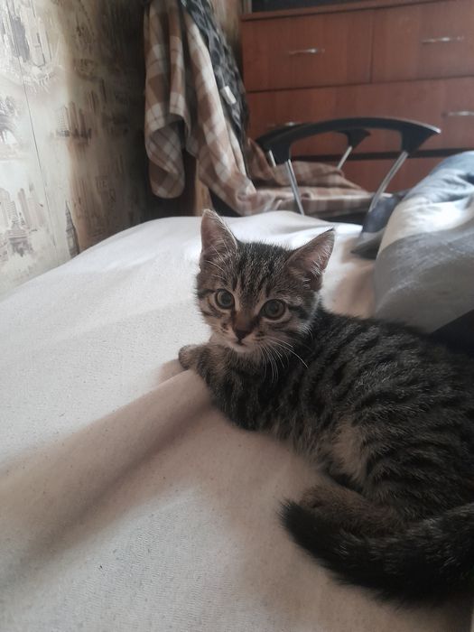 Отдам в хорошие руки