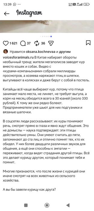 Цыпленок Чика,ручной,новый тренд