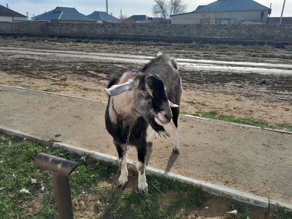 НубиТеке 2 жасар 70000т