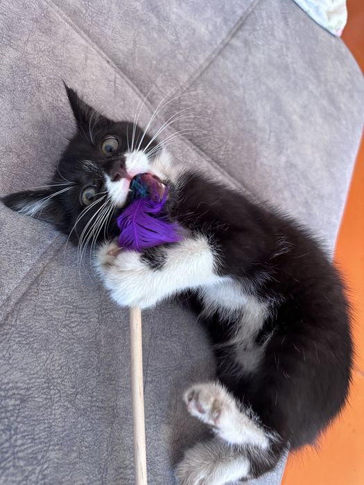 Котенок маленький