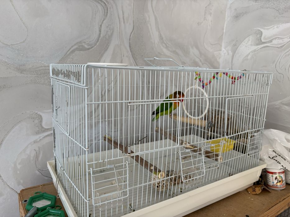 Попугай неразлучник