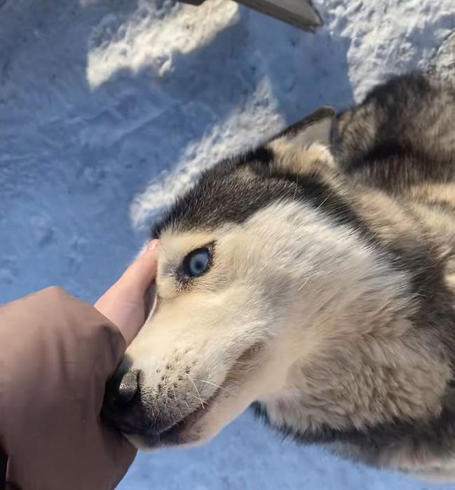 Сибирский хаски сатылады,продаётся