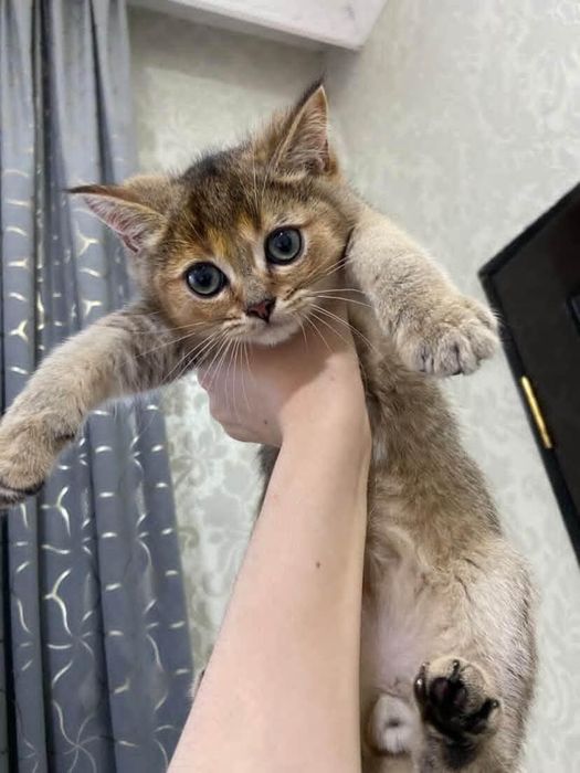 Британ шиншила..