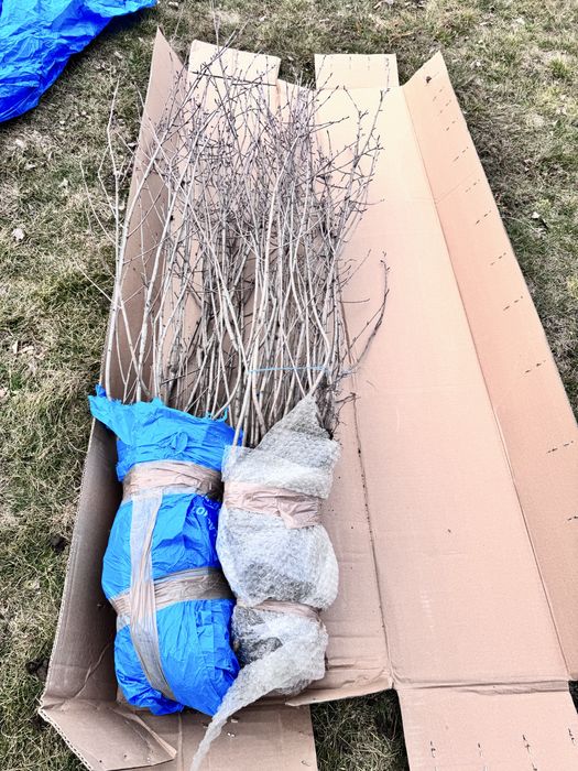 Butasi aronia anul 6( pe rod cu radacini  puternice)