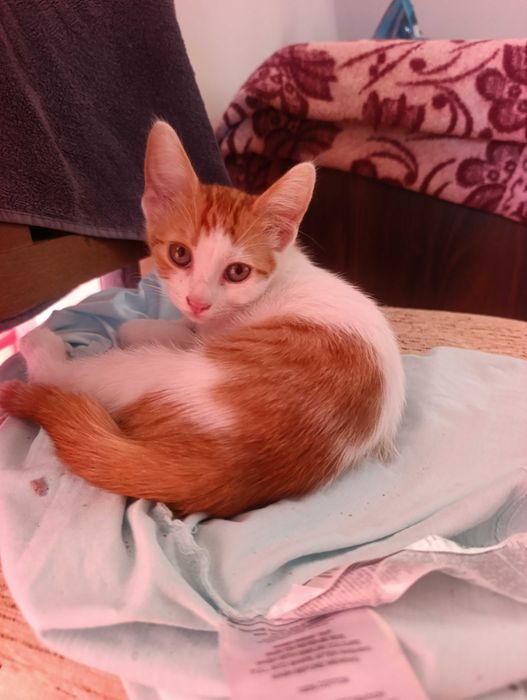 котета на 3 месеца