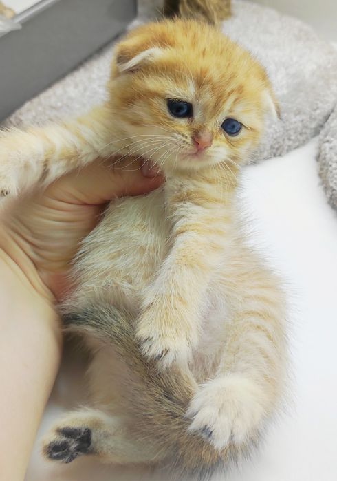 Котик ВислоУхий ШотЛандСкий