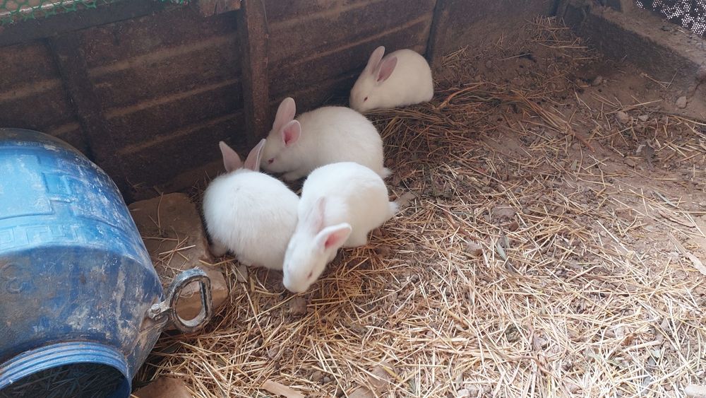 Quyon bolalari sotiladi.