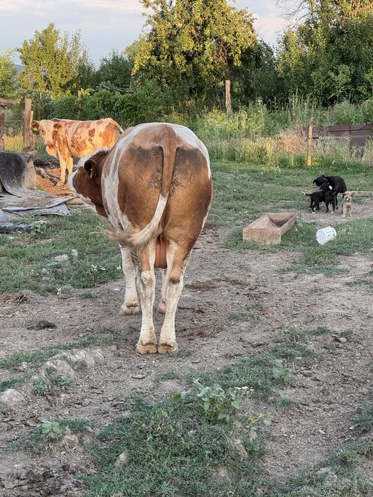 Vand taur baltata romaneasca