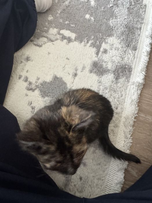 Отдаю котенка в добрые руки!