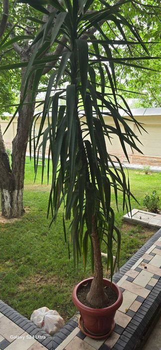 хонаки гул сотилади баландлиги 3м. xonaki gul sotiladi balandligi 3m